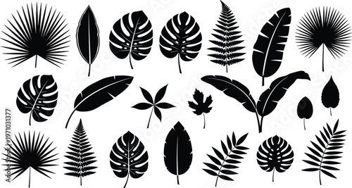 Set of tropical leaf silhouettes collection, palm, monstera and fern foliage, botanical vector elements isolated on white background for design