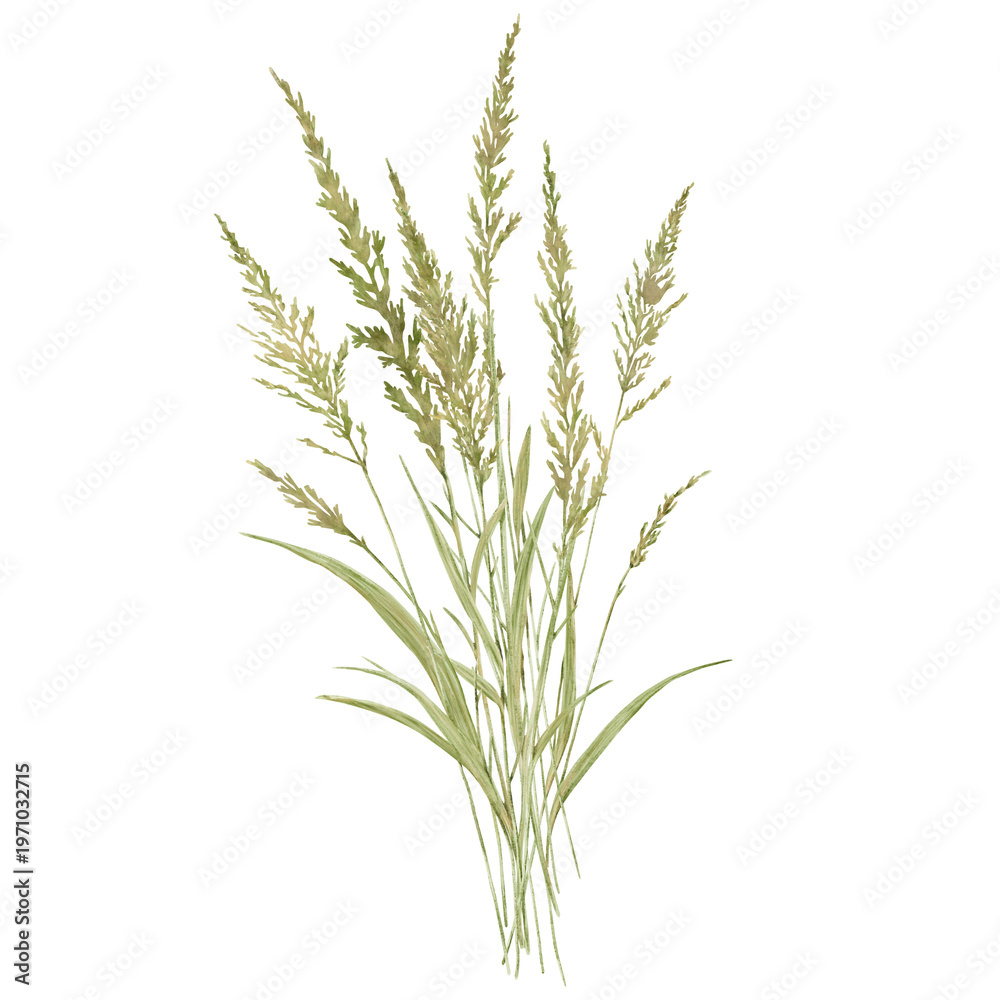 Fototapeta premium Marsh marigold, sedge, or thin fescue. Watercolor illustration. Bouquet of meadow dried flowers with leaves on a white background