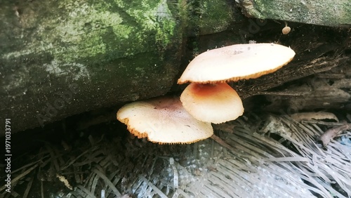 Close-up shot of small wild mushrooms thriving in a damp, shaded environment, highlighting natural growth and ecosystem details.