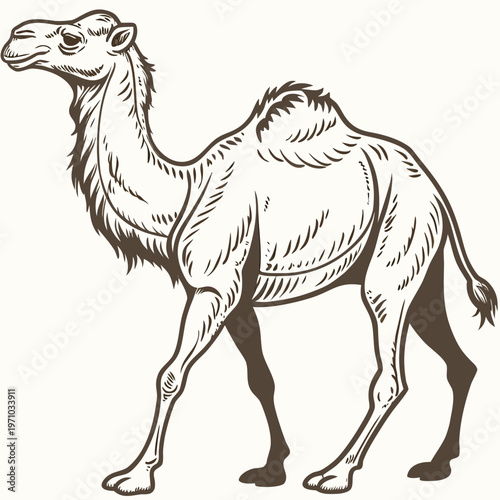 A minimalist illustration of a camel in a walking pose, created in a flat line art style with a simple color scheme.