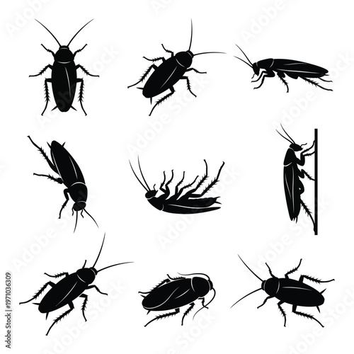 Cockroach Silhouette Vector Set – Pest Control Icons and Insect Life Cycle Positions