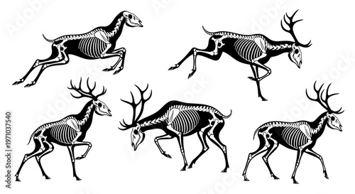 Anatomical Illustrations of Deer Skeletons in Various Poses, Showcasing Their Musculoskeletal System