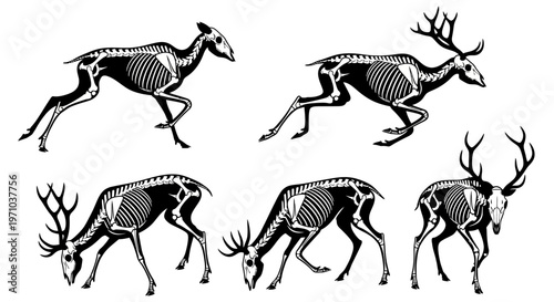Skeletal Anatomy of Deer in Various Poses A Scientific Illustration of Wildlife and Animal Biology