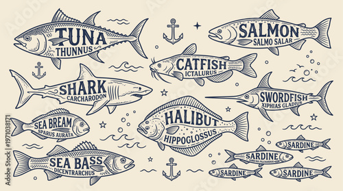 Vintage Fish Vector Set with Typography Labels – Tuna Catfish Shark Seafood Illustration