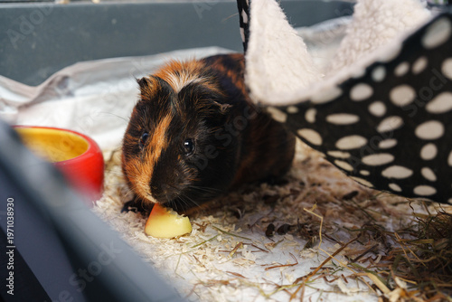 Adorable guinea pig enjoying a snack in a cozy indoor habitat
