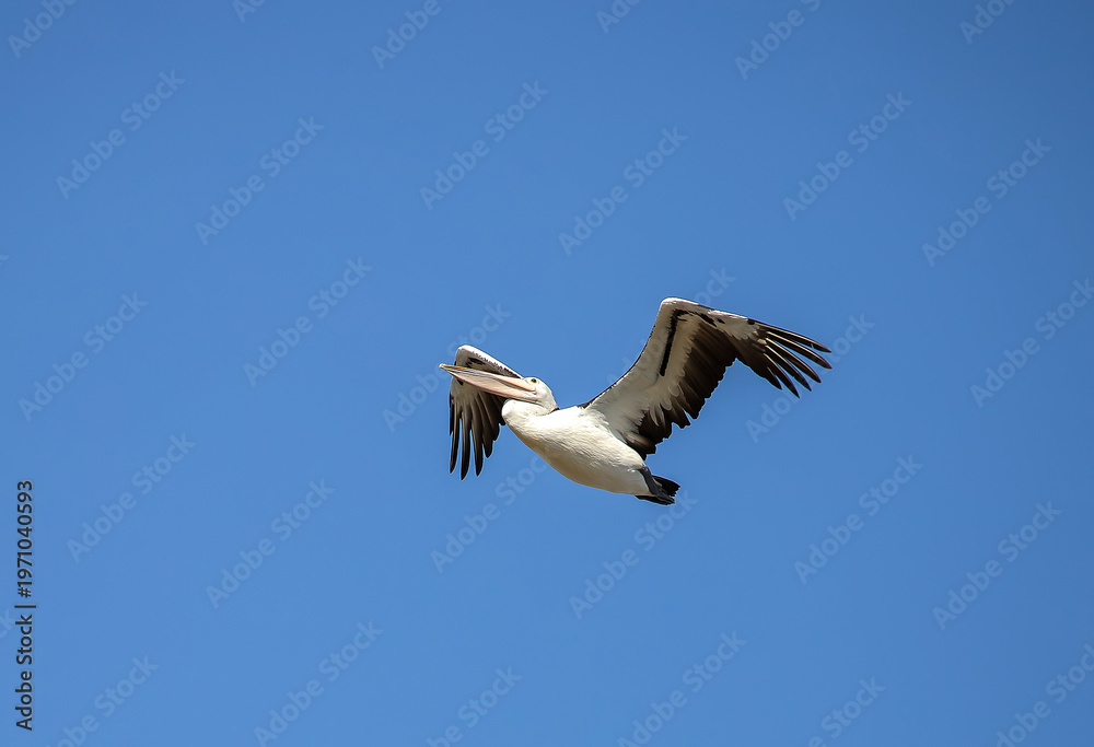 Fototapeta premium Pelican flying in formation against clear blue sky in natural wildlife scene