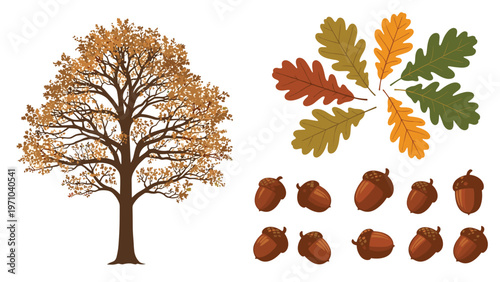 Large oak tree in autumn colors alongside a set of various oak leaves and acorns isolated on a clean white background.