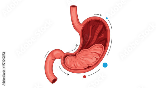 Detailed medical illustration showing the internal structure of the human stomach with muscle tissue and digestive paths.