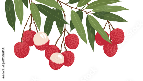 Branch of fresh lychee fruits with green leaves where some fruits are peeled to reveal the translucent white flesh inside.