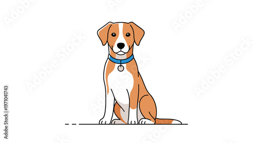 Friendly brown and white dog with a blue collar and silver tag sitting and looking forward against a white background.