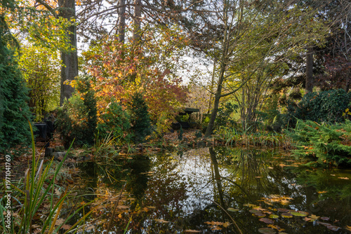 Tranquil autumn pond reflects surrounding trees with golden and green foliage, while fallen leaves float on calm water, framed by lush vegetation. Nature concept for design