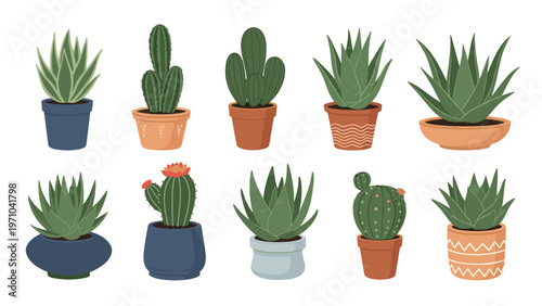 Extensive collection of diverse cacti and succulent plants in various colorful pots arranged on a white background.