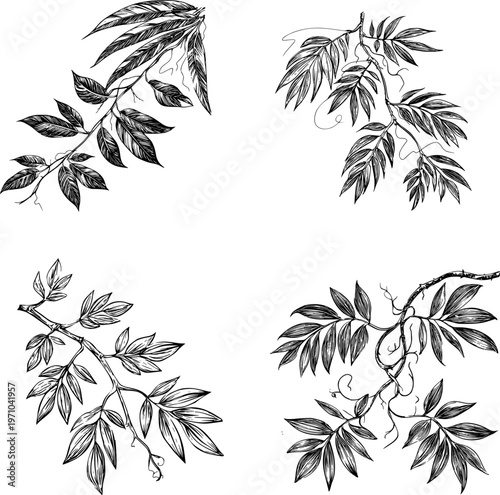Liana branch with leaves, black and white sketch. Vector illustration. Tropical trees and climbing plants, set of silhouettes isolated on white background