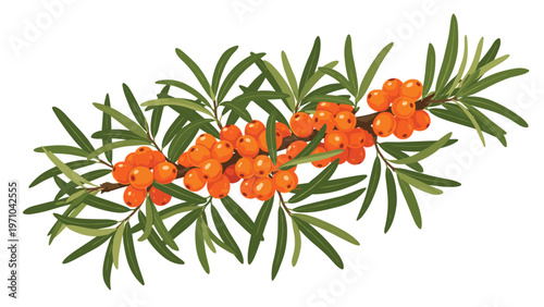 Detailed illustration of a sea buckthorn branch heavily laden with bright orange ripe berries and narrow green leaves on a white background.