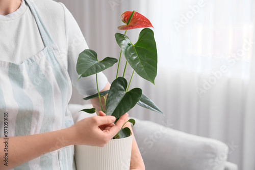 Woman with Anthurium flower...