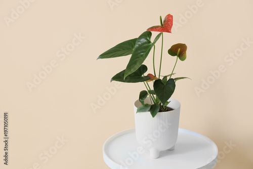 Beautiful Anthurium flower ...