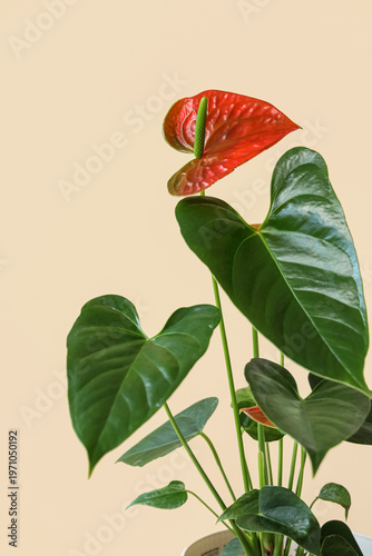 Beautiful Anthurium flower ...
