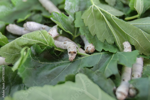 뽕잎을 먹는 누에