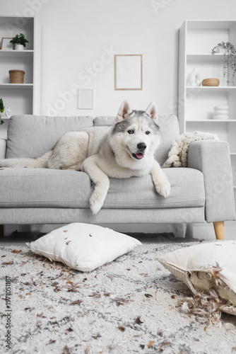 Bild auf Leinwand Naughty dog on sofa with torn pillow and scattered feathers at home