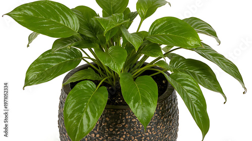A lush green potted plant with large leaves sits in a textured round pot isolated on white 