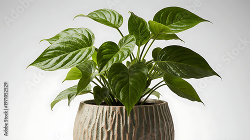 A lush green potted plant with large leaves sits in a textured round pot isolated on white background
