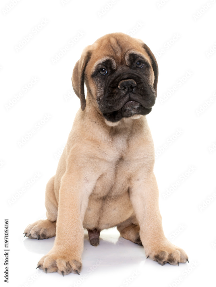 Fototapeta premium puppy bull mastiff