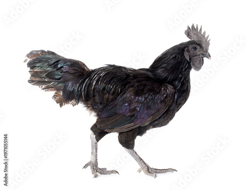 Canvastavla rooster ayam cemani
