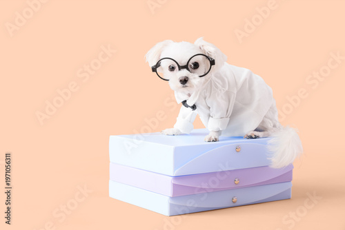 Funny business Maltese dog ...