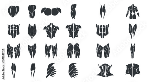 Medical Anatomy Human Muscles Glyphs Icon Set - Fitness  Bodybuilding Vector Collection