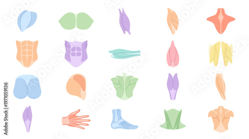 Colorful Flat Vector Human Muscle Anatomy Set for Medical, Health, and Fitness Education