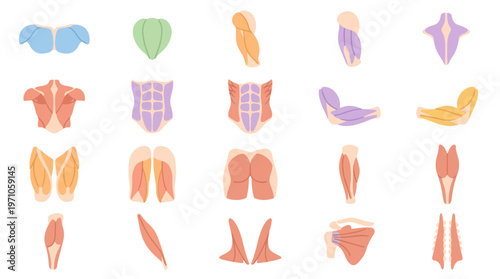 Flat Medical Anatomy Vector Icon Set: Human Muscle Groups for Health and Fitness Education