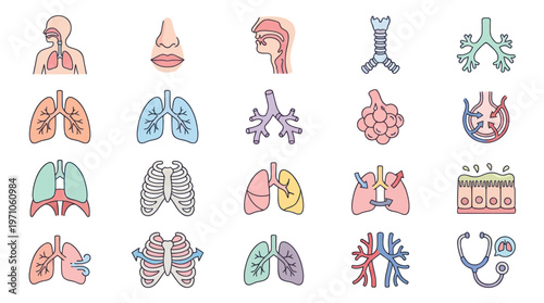 Medical Respiratory System Anatomy Icons Set - Flat Line Outline Doodles