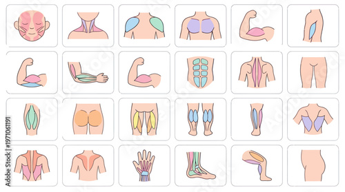 Human Body Muscles Anatomy Education Flat Outline Vector Icon Set