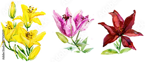 Fotografi Hand-painted watercolor lily flowers set, yellow pink and burgundy lilies isolat