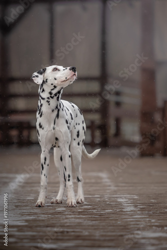 dalmatian dog on the roof