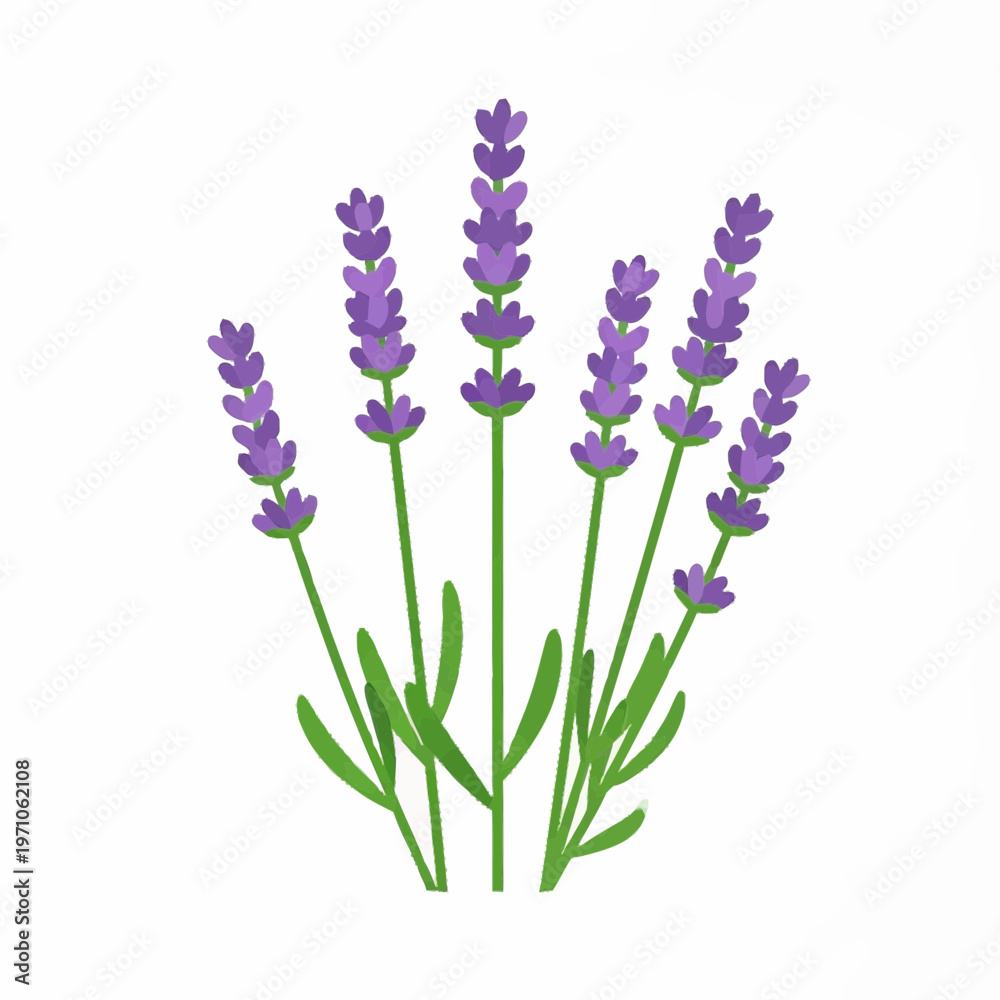 Obraz premium Lavender Flower Illustration with Purple Blossoms Isolated on White Background