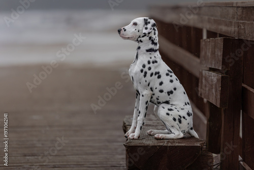 dalmatian on the ground