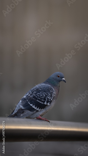 pigeon on a fence