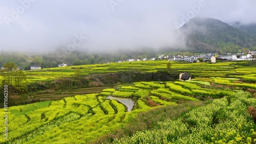 Rapeseed terraced fields