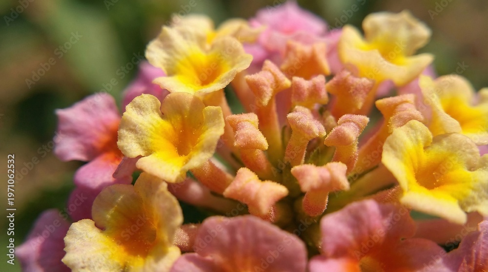 Obraz premium Macro texture of lantana flower clusters with tiny tubular petal details.