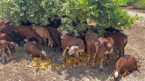 Herd of Goats Grazing Under Tree  Rural Farm Animal Scene