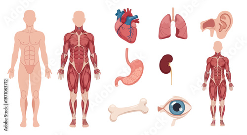 Medical Anatomy Human Body and Internal Organs Flat Vector Illustration