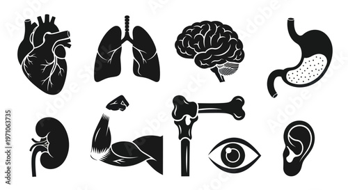 Medical Human Anatomy Organs and Body Parts Black and White Glyph Icon Set