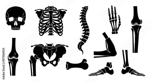 Medical Human Skeleton Bones and Joints Glyph Icons - Anatomy Black and White Set