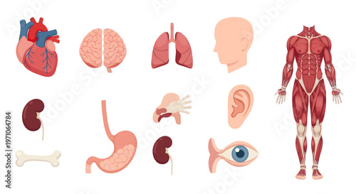 Medical Anatomy Flat Vector Illustration of Human Organs and Muscular System Set