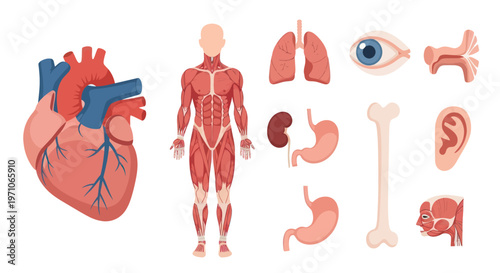 Healthcare Flat Illustration: Diverse Human Organs, Muscular System, and Body Anatomy Set
