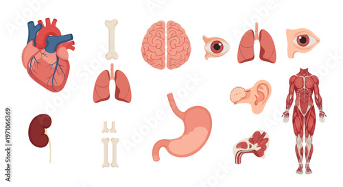 Flat Vector Medical Illustration of Human Body Anatomy: Organs, Bones, Muscular System