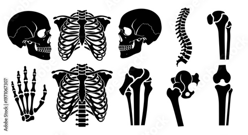 Medical Human Anatomy Skeletal Bones Glyph Icons - Skull Rib Cage Spine Joints Hand