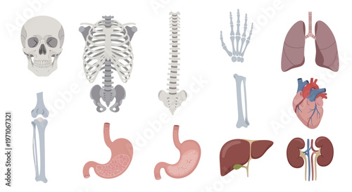 Human Anatomy Organs and Bones Flat Vector Illustration Set for Medical Education