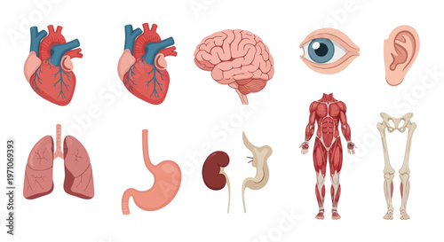 Medical Anatomy Flat Vector Illustration Set: Human Organs, Muscular  Skeletal Systems